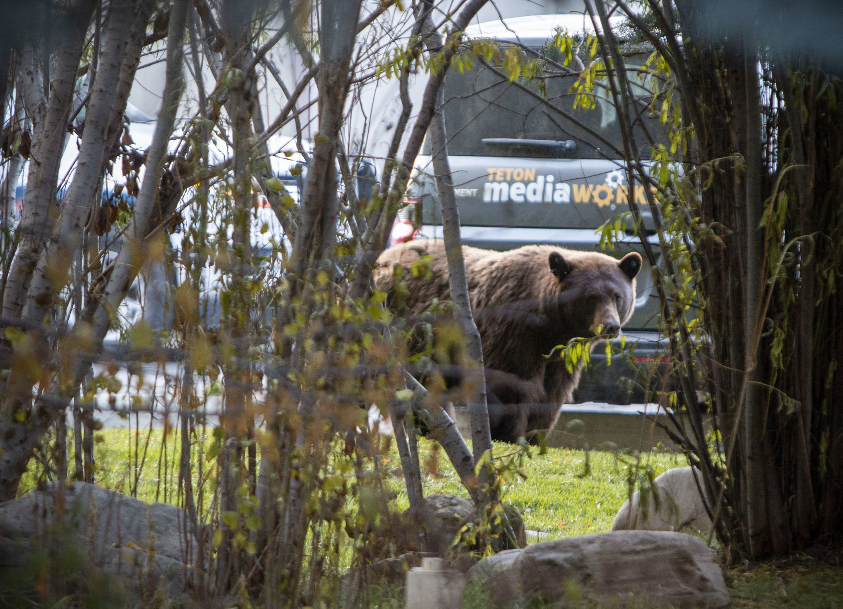 Bear in town